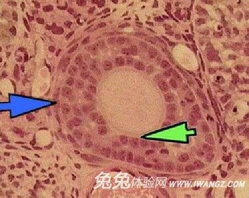 同房后出現(xiàn)急腹痛 千萬別扛著