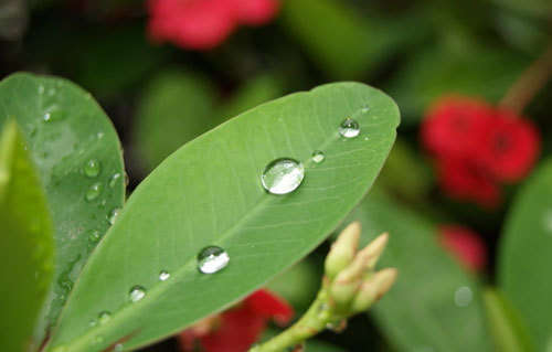 雨水時(shí)節(jié)話養(yǎng)生