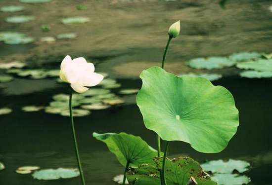 步入夏季，夏季養(yǎng)生重在養(yǎng)陽