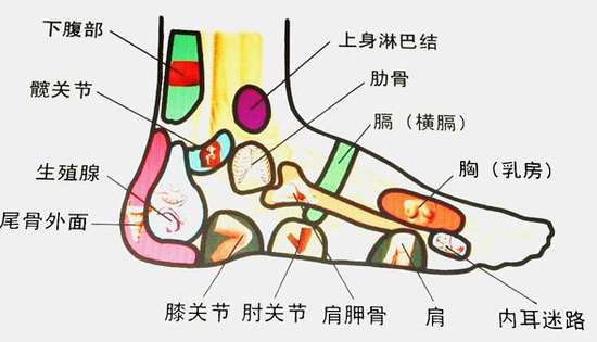 怎樣腳底按摩，腳底的穴位圖和部分功能