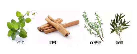 精油中的四大抗菌天王~你值得擁有