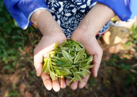 喝茶有講究，喝對茶才養(yǎng)生