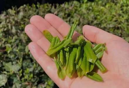 他們是茶界唯一的存在，你知道幾個(gè)？