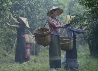 茶中三寶，無可替代，唯有喝茶得之