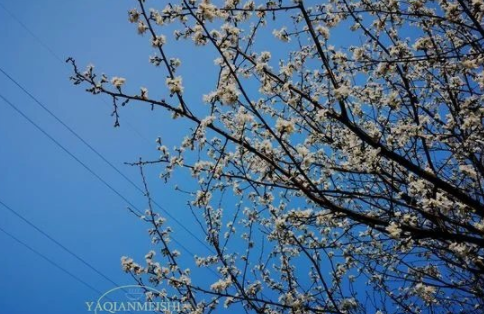 春天，科學(xué)養(yǎng)生很重要，“3菜3果”盡量不食用