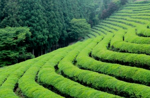 谷雨，如何喝茶養(yǎng)生？