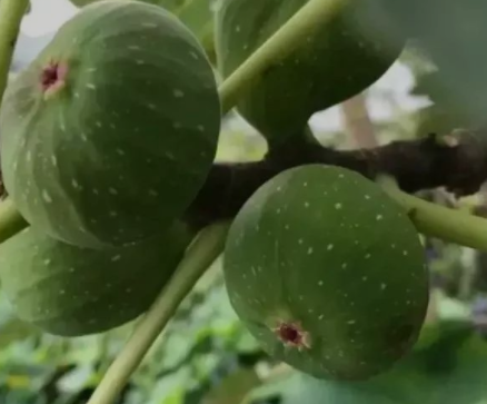 一味無花果，養(yǎng)生大功效